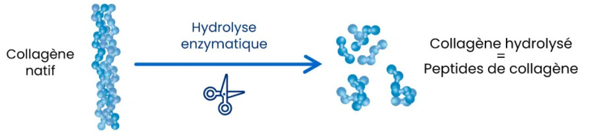 Schéma hydrolyse des peptides de collagène